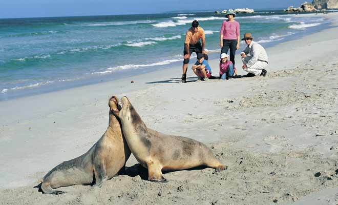 Must See And Do Kangaroo Island Must See And Do Kangaroo Island