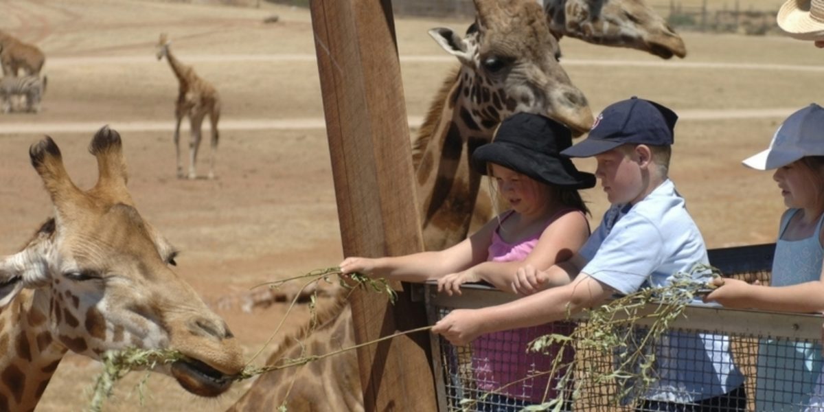 Do Giraffes Wear Shoes Do Giraffes Wear Shoes